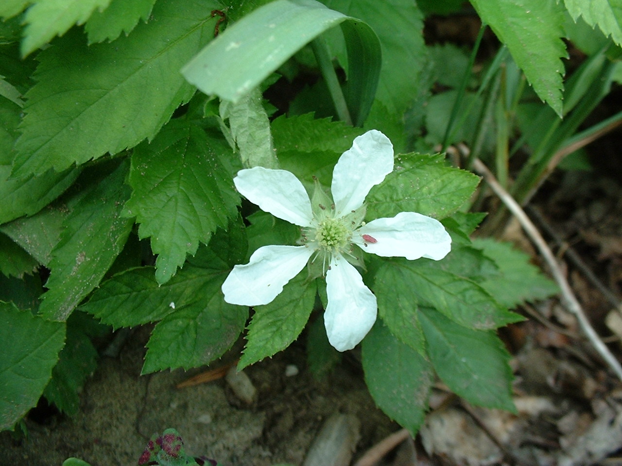 Rubus hispidus